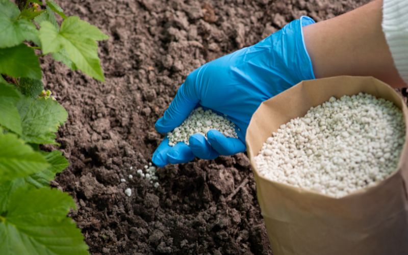 Phân Bón Hữu Cơ Và Phân Bón Hóa Học: Nên Chọn Loại Nào?