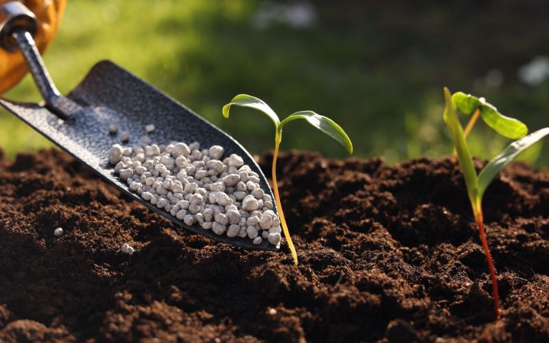 Các Loại Phân Bón Lót: Tầm Quan Trọng và Cách Sử Dụng Hiệu Quả