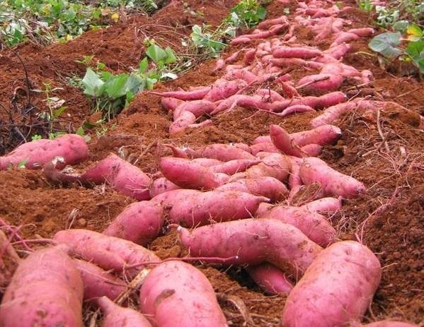 Kỹ sư nông nghiệp tại NamKing chia sẻ mẹo nhỏ giúp khoai lang sai củ