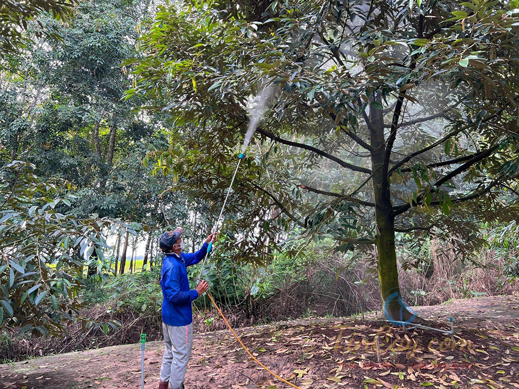 Cách Khắc Phục Tình Trạng Sầu Riêng Rụng Trái Non