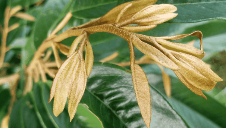 Trồng sầu riêng bắt buộc phải lưu ý 3 thời điểm vàng để chặn đọt này