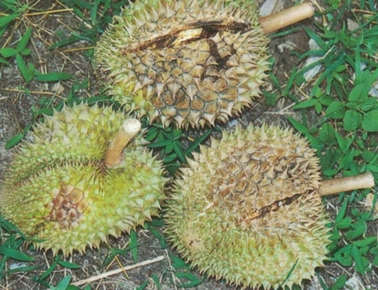 Ảnh hưởng của việc mưa nhiều tới cây sầu riêng như thế nào?