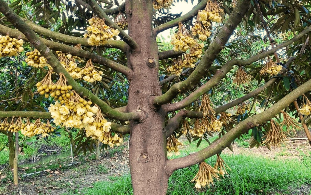 7 Điều Cần Làm Trước Khi Sầu Riêng Xổ Nhụy