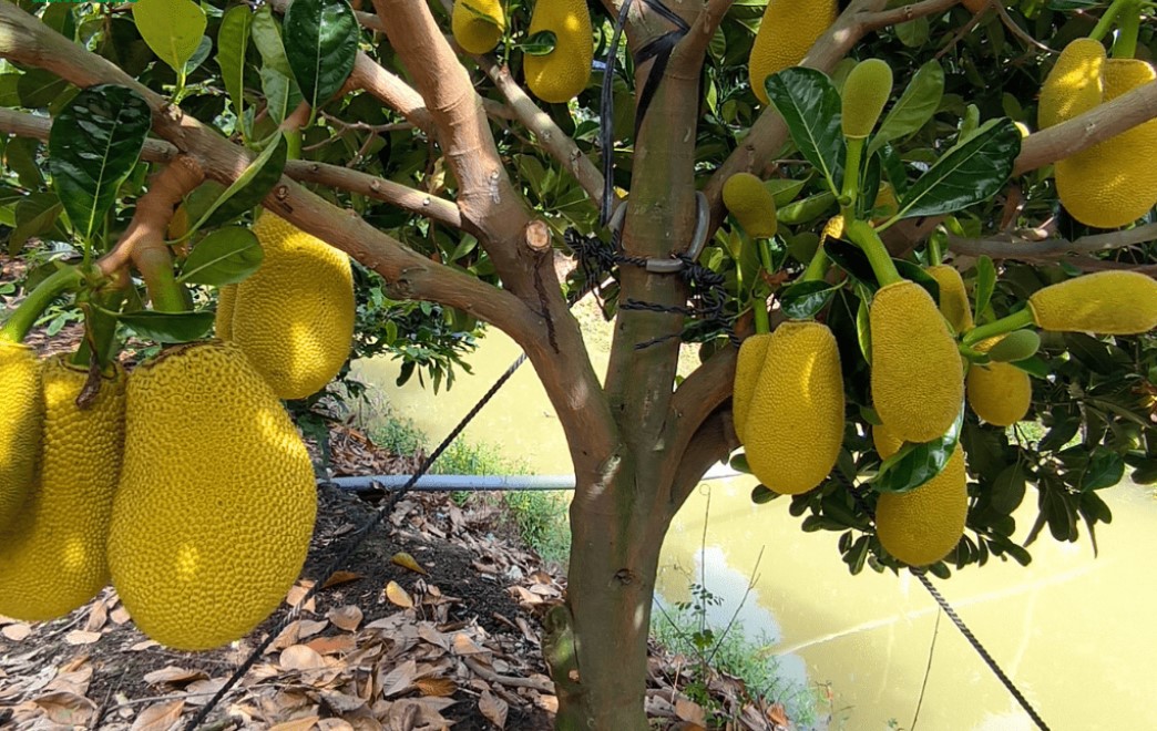 Hướng Dẫn Chăm Sóc Mít Khi Ra Quả, Nuôi Trái Hiệu Quả Nhất