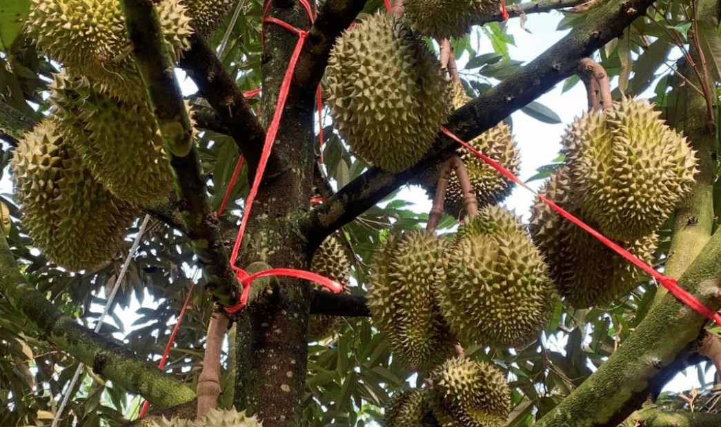 Hướng dẫn kỹ thuật thu hoạch sầu riêng hiệu quả, đạt chất lượng cao