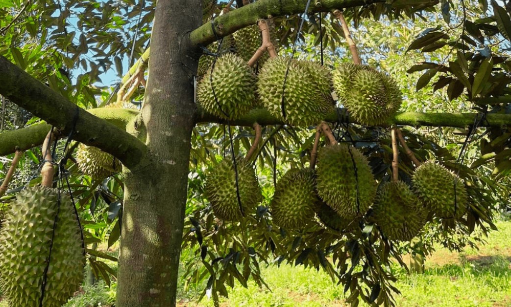 Cung Cấp Dinh Dưỡng Cho Cây Sầu Riêng Như Thế Nào Là Phù Hợp?