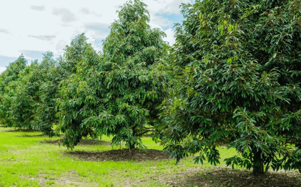 Đặc điểm bộ rễ sầu riêng, bộ rễ sầu riêng khỏe và những lưu ý khi chăm sóc bộ rễ cây sầu riêng