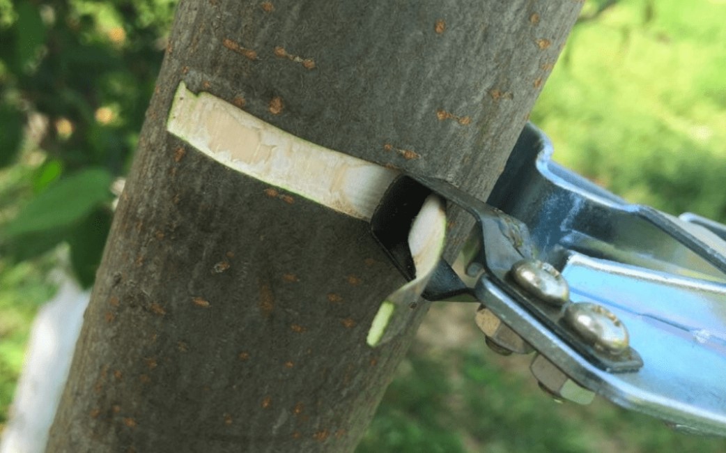 Kỹ Thuật Khoanh Vỏ Bưởi Diễn Cho Sai Quả