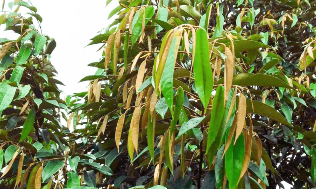 Tại Sao Phải Làm Già Đọt Mới Xử Lý Ra Bông Trên Sầu Riêng?