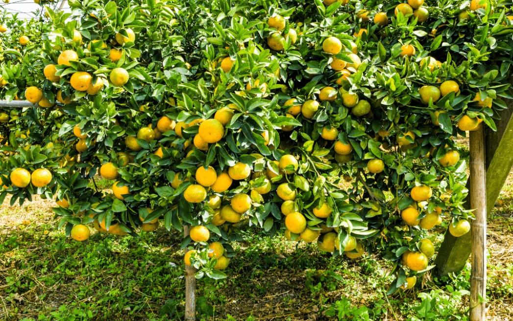 Kỹ Thuật Kiến Thiết Vườn Trồng Cây Ăn Quả