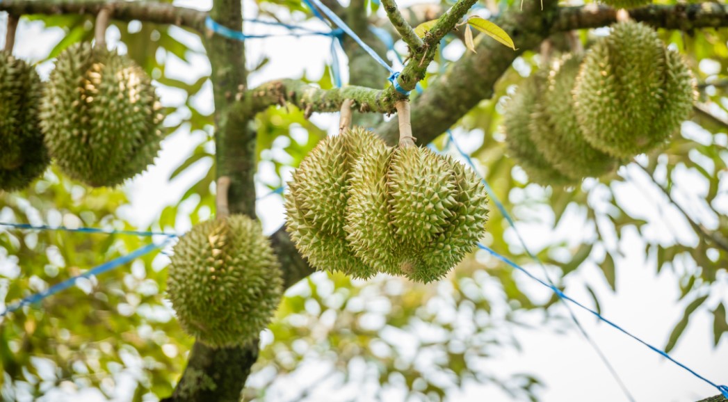 Cách Chăm Sóc Sầu Riêng Giai Đoạn Ra Trái