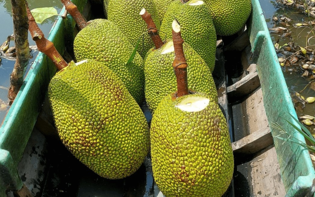 Cách Nhận Biết Trái Mít Bị Xơ Đen Và Cách Khắc Phục