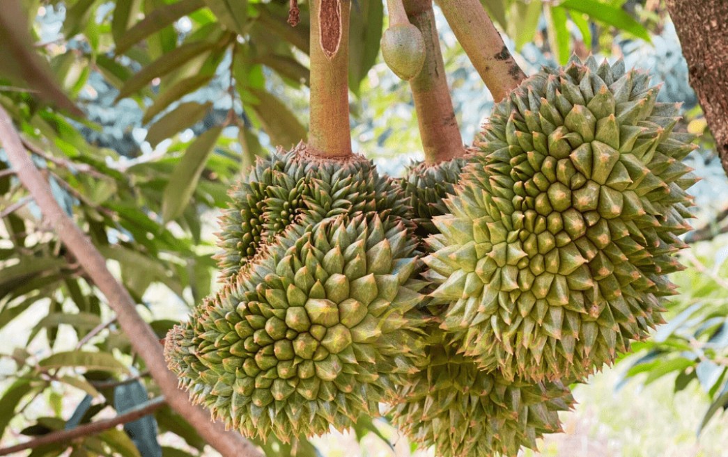 Tại Sao Sầu Riêng Có Trái Tròn Đều, Có Trái Méo