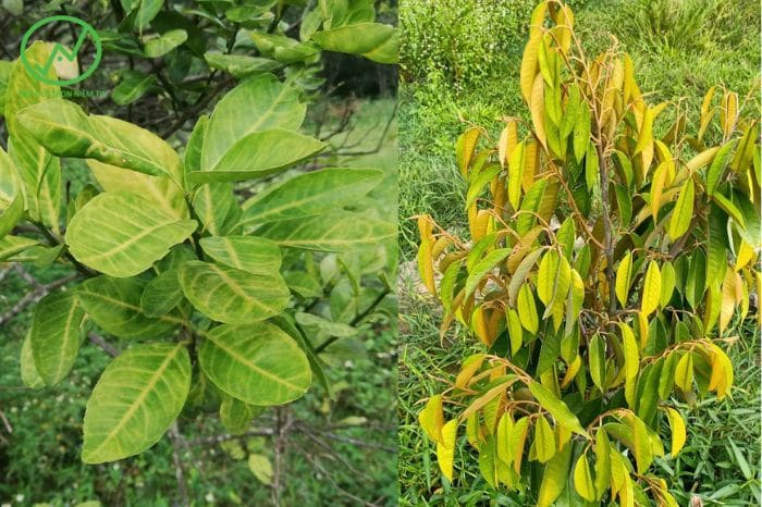 Cây Vàng Lá Bón Phân Gì? Hướng Dẫn Chi Tiết Chăm Sóc Cây Vàng Lá Đúng Cách