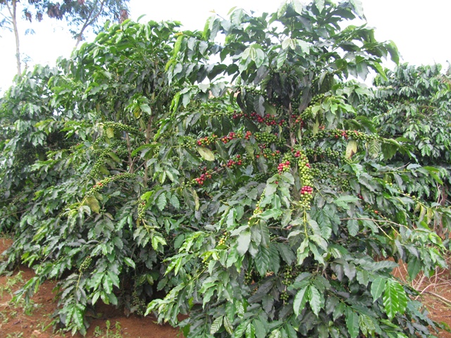 Chăm Sóc Cây Cà Phê Mang Trái Vào Mùa Mưa