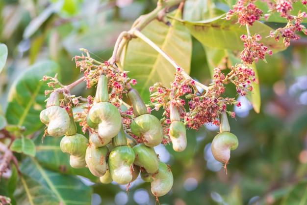 Tại sao cây điều không ra hoa và cách xử lý ra hoa đồng loạt