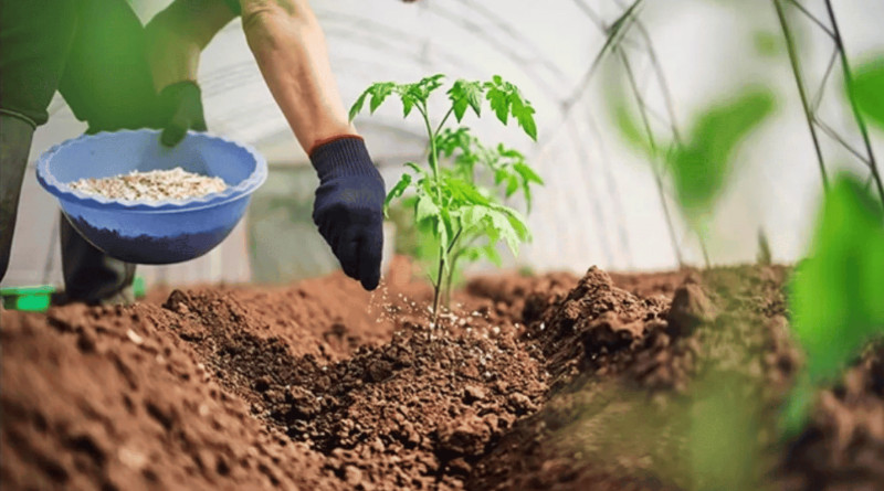 Phân Ure là gì? Sử dụng phân bón Ure sao cho đúng?