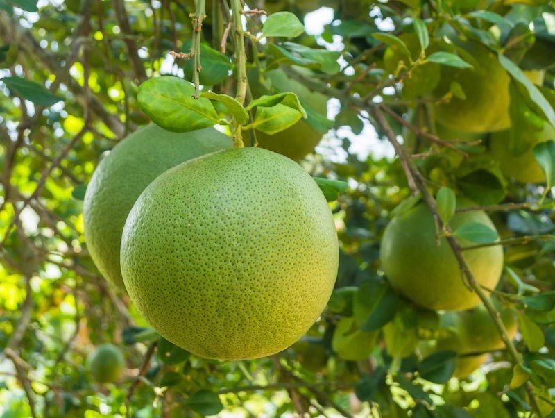 Cách kích quả to mà vẫn nặng ký mã đẹp trên cây bưởi không phải ai cũng biết.
